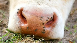 Detail of white cow head. Annoying flies sit or run on the cow skin. White cow grazing in hot sunny day on meadow.