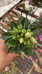 Quem pegou a referência musical?! Olha a planta indo para casa de nossa querida cliente, e as do carrinho também 😉 📲Vendas pelo WhatsApp 19 999719140 e 👩‍💻 Site: www.rosasdodesertoholambra.com.br 💐 Disponível 🚚Enviamos para todo o Brasil #bridalbouquet #adenium #rosasdodeserto #rosasdodesertoholambra #rosas #rosasdodesertosaojosedoscampos #enxertia | Rosas do Deserto Holambra