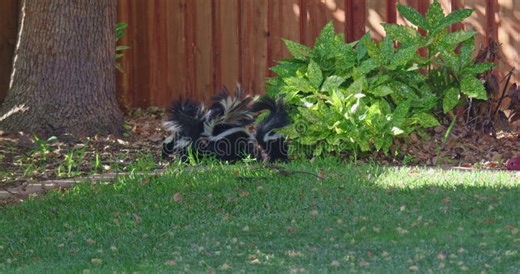 Striped Skunk Family Foraging in Backyard Stock Video - Video of mother, skunk: 451081949