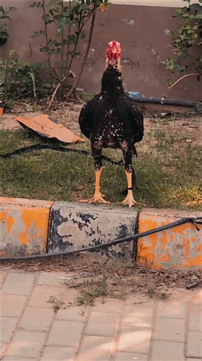 aseel murga #aseelmurga #mianwaliaseels #java