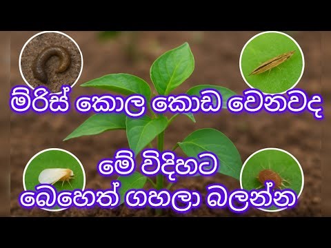 මිරිස් පැල මැක්කා, මයිටාවා, කූඩිත්තා, සුදු මැස්සා වලට ගහන කෘමිනාශක | Haritha Lokaya