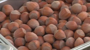 Oregon hazelnut growers expect bumper crop