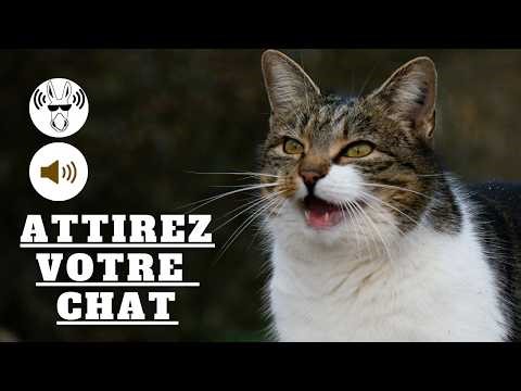 Bruit de Chat pour Attirer un Chat | Miaulements pour ATTIRER LES CHATS 🐱🔊