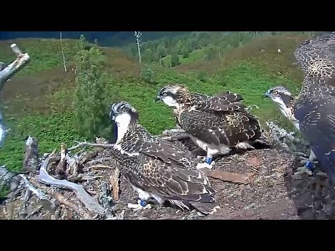 Loch Arkaig Osprey Cam - 2020 Highlights - Woodland Trust