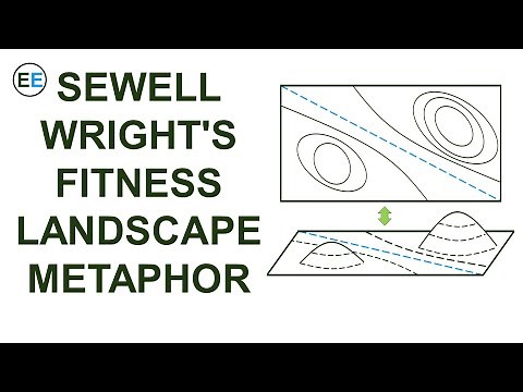 Sewall Wright's Fitness Landscape Metaphor Explained