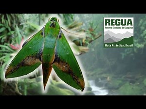 Leafy Sphinx Moth: Xylophanes chiron / Sphingidae, REGUA Brazil Bug Highlight