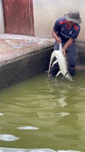 He pulled the crocodile out of the water.#crocodile #animallife #farm #animals #shortvideo #short