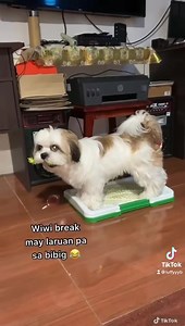 888K views · 9.8K reactions | ✨PET TOILET TRAINING SPRAY✨ by Pawrence PET Products Try niyo to guys lalo sa mga furbabies na kung saan saan nag poop at pee, Sana makahelp kami ni luffy ❤️ USE CODE: PAWRLUFFY Shop link: https://shopee.ph/product/350453561/12945384436?smtt=0.282913481-1644125824.9 | Luffy B the smiling dog | Facebook