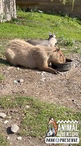 Nothing like a little al fresco dining at breakfast with your cavy compadres to kick the weekend off on the right hoof!☀️ Whether it be our capybara, Patagonian cavies, flamingo flock, or a few other surprise guests, there’s no telling WHO you’re going come across as you stroll along our South American Waterway. Just make sure you save some produce from your feed bucket, the capys will thank you! Open daily from 10am until 5pm, final admissions at 4pm each day! | Animal Adventure Park