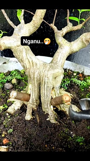 155 reactions · 50 comments | Nganu... 來 #bonsai #antingPutri #bonsaitree #fyp | Karimun Java | Facebook
