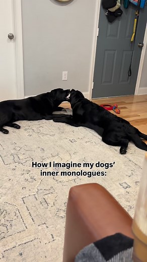 193K views · 38K reactions | They share one brain cell IB: @chasin_chester #blacklab #labrador #labradorretriever #lab #dog #puppy #blacklabpuppy #blacklabrador #retriever #blacklabsquad #dogmom #labmom #cutedog #puppylove #puppylover | Remi and Walter | Facebook