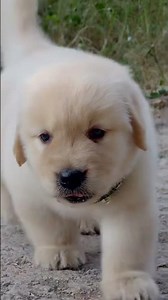 🐕 Meet the Fluffiest Golden Retriever Puppy Ever!#goldenretriever #puppy #dogshorts #cutedogs #pets