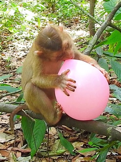 Testing monkey high IQ break balloon 🎈 🤣 #monkey #cute #lovely #beautiful #babymonkey #monkeyface #animals #animalsbaby #monkeydluffy #monkeycute