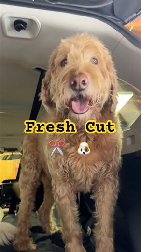 XSHEAR 7.5” Extreme Duty Trauma Shears – Cuts Anything (Even Dog Hair)