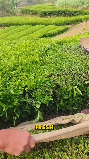 Hand Tool Tea Clipping #TeaTool #HarvestGreen #FarmClipper | Fatafatnews