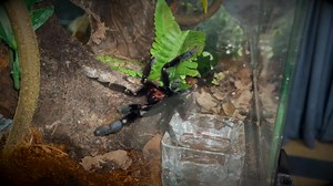 22K views · 303 reactions | SOME ARBOREAL TARANTULAS LIKE BEING TERRESTRIAL TOO!? #exoticpet #spider #tarantula #tarantulas #exoticslair | Exotics Lair | Facebook