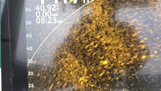 Southern Reels Fishing on Instagram: "We were Trout fishing this morning working some nice marks when we got invaded by a massive school of what I'm assuming was Shad. They were swimming by with the current, there had to been thousands of them! They continued going by us for 20 minutes."