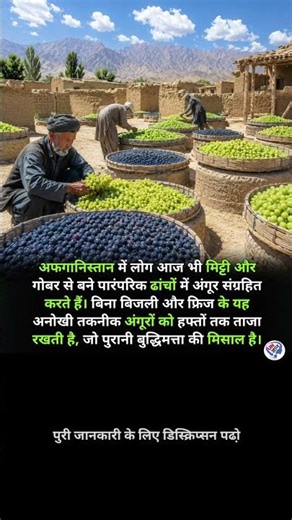 अफगानिस्तान मे अंगूर की खेती 🤯🤔 #faithoverfear