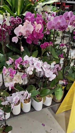 Fantastic Orchid Flowers in Australia Winter #shortsvideo #orchids