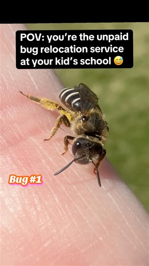 Held a Sweat Bee & Paper Wasp — Here’s Why (No Stings!)