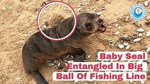 This seal is very lucky the rescuers from Ocean Conservation Namibia found him soon after he got entangled in a ball of fishing line - he had multiple looks of fishing line wrapped around his chest, and each and every string would have tightened very quickly due to the seal's naturally fast growth rate. First the line would have been uncomfortable, then he would have had trouble breathing, and in the end it would have been a race between suffocation and starvation - whichever one comes first. | 