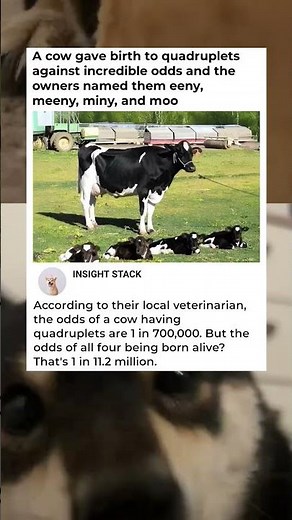 1 in 11 Million Chance! 🐄