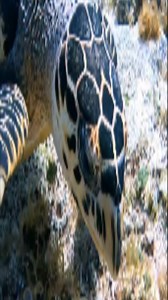 4.1K views · 32 reactions | Importance of the shell: The shell of a...