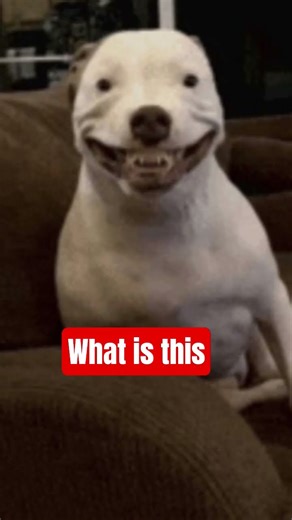 smile dog #creepypasta