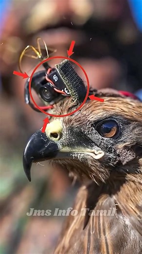 இது சாதாரண கழுகு அல்ல இதுதான் இந்திய ராணுவத்தின் போர் ஆயுதம் அர்ஜுன் #india #tamilfacts #shorts