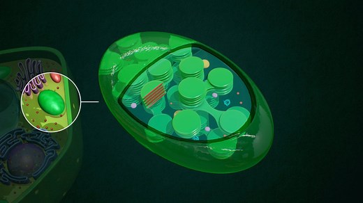 Chloroplast - Buy Royalty Free 3D model by jlf_illustration