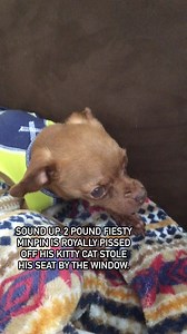 No no no Poppy! That be my spot! Mine! Get your own! -Winslow aka the feisty Wingnut #tinydogs #humor #comedy #relatablememes #dogs #pets #animallovers | All About Walter