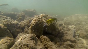 35K views · 611 reactions | RkCrawler MD55, perfect bait for fishing 4ft-8ft of water. Comes through cover and is very easy to cast. | SPRO U.S.A | Facebook