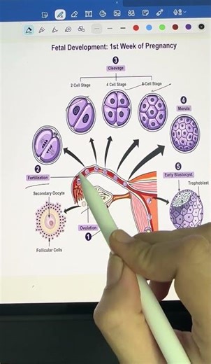 “Fetal development:- 1st week of pregnancy”. 🤰 #Fetaldevelopment#MedEducation#NCLEX