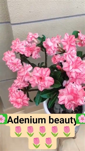 Adenium: The Most Beautiful Flowers You've Never Seen