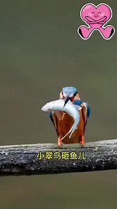 4.5M views · 10K reactions | This bird very smart 邏 #followmeonfacebook #Cambodia #Kounkhmer #reelsviralfb Highlights | Koun Khmer Travel | Facebook