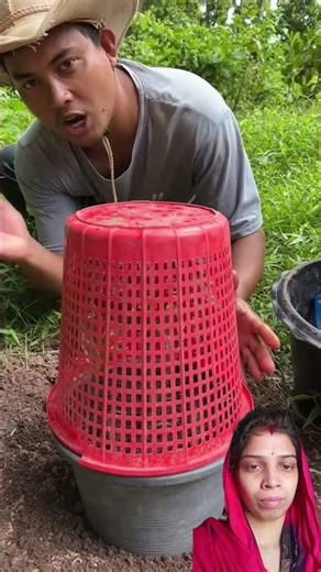beautiful mango tree 🌱🥭🥭#shorts #viral #mango #tree #garden