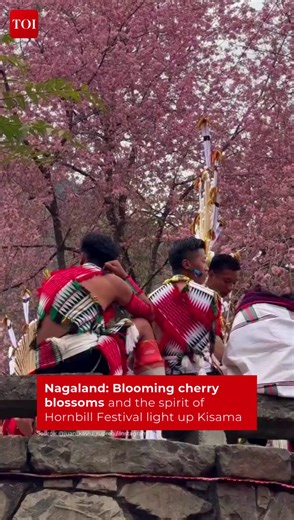 Blooming cherry blossoms and the vibrant spirit of the Hornbill Festival light up Kisama! 🌸🦜✨ This annual festival, known as the ‘Festival of Festivals,’ showcases the rich culture, music, dance, and traditions of Nagaland’s tribes, making it a truly unforgettable experience. 📹 @juan_keviu_rupreo / Instagram #Kisama #HornbillFestival #CherryBlossoms #Nagaland #FestivalVibes #CulturalCelebration | The Times of India