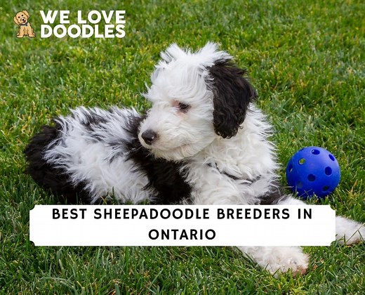 5 Best Sheepadoodle Breeders in Ontario! - We Love Doodles
