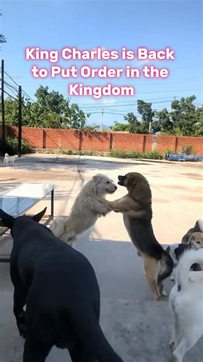 4.9M views · 52K reactions | Daily No. 10: Yes, King Charles is back and it‘s very dissatisfied with the current situation! ALPHA DOG #viral #dogsofinstagram #alphadog #orisyet #trending #fypシ゚viralシ | Orisyet | Facebook