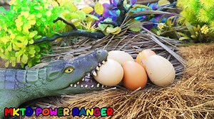 179K views · 3.5K reactions | Crocodile Attack On Dinosaur Eggs Visit our Channel: https://bom.to/3XDoAJGv | MKTD Power Rangers | Facebook