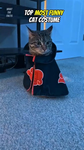 🤣This cat costume will make you laugh🔥 #funny #viralvideo #trending #america