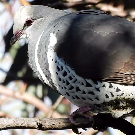 What Bird is Making that sound? 🐦🚨#NatureSounds