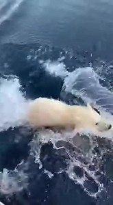 Aventura Helada del Oso Polar ¡El oso polar escapa de las orcas con valentía! #fblifestyle #AI Generated using Kling AI . . . (Sólo con fines de entretenimiento. Consulte a profesionales si se presentan orientaciones sobre actividades. Si se muestra alguna marca, no implica ninguna afiliación. Si se inspiran en hechos reales, pueden incluirse adaptaciones creativas. El contenido puede incluir imágenes públicas.) | Fabiosa: Hazlo más fácil