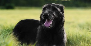 Irish Wolfhound Breed Guide