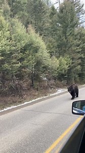 23K views · 1.3K reactions | Just out for a casual stroll in Yellowstone... | Visit Bozeman | Facebook