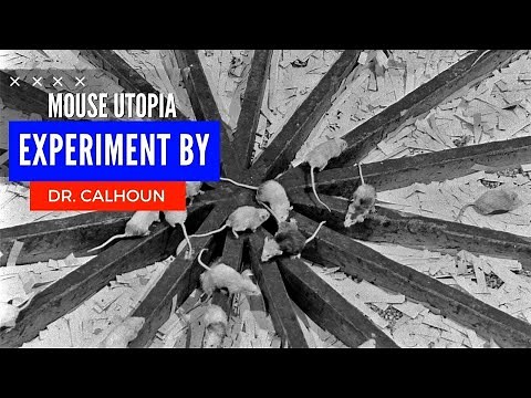 End of Humanity | Mouse Utopia experiment By Dr. Calhoun | Society and Impacts