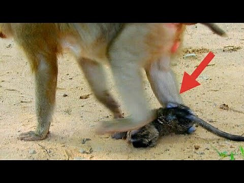 Trauma! Trauma! Baby monkey Daniela deep hurt when Big monkey Ashely step on, pity baby Daniela