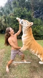 Beautiful Golden Tabby Tiger 😍 | Kody Antle