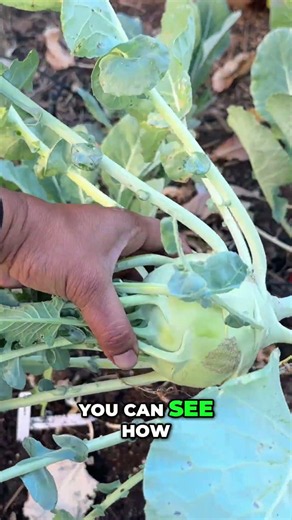 Harvesting Kohlrabi: Why This "German Cabbage" is a Spring Must-Grow! 🥬