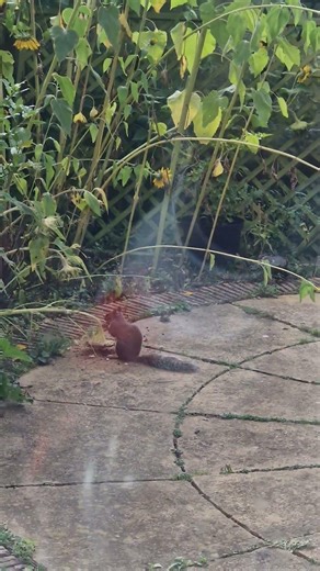The annoying squirrel ate our sunflowers.